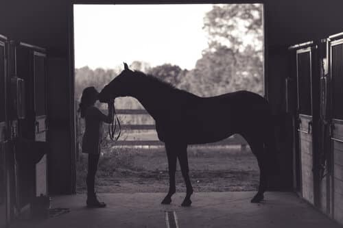 rr-equine-therapy