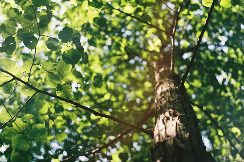 Tree branch photot showing the passing of sunlight through trees