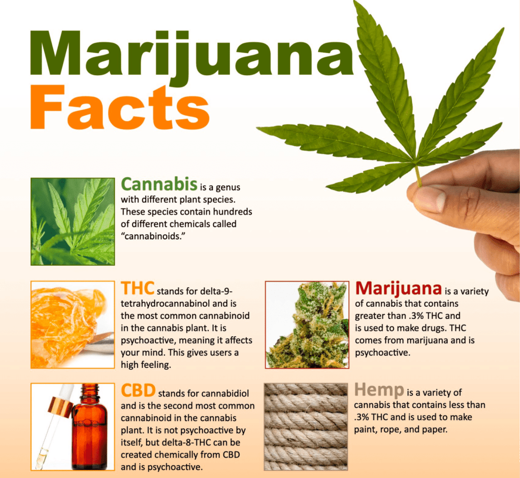 What is Marijuana?